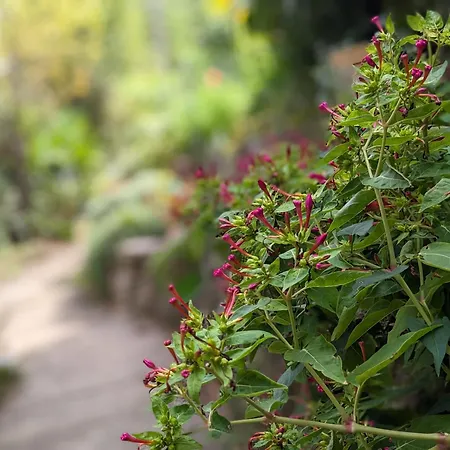 Apartment Sea Garden Διαμέρισμα
